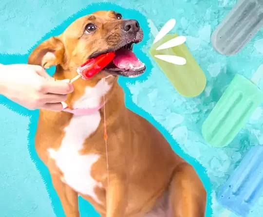 keep your dog cool all summer