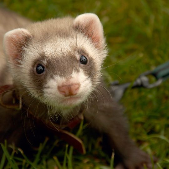 how to take care of a ferret