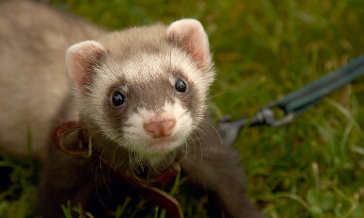 how to take care of a ferret