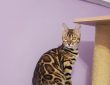 bengal kittens for sale in Toronto
