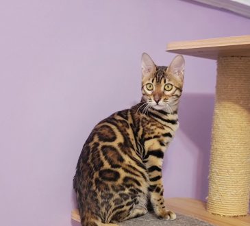 bengal kittens for sale in Toronto