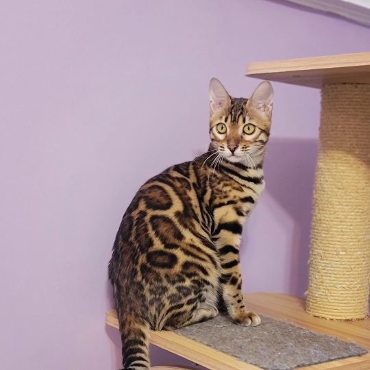 bengal kittens for sale in Toronto