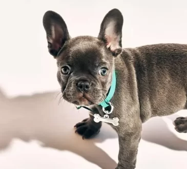 High-end Dog Collars