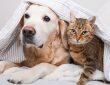 Natural Flea and Tick Repellent for Dogs and Cats