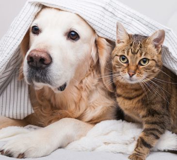 Natural Flea and Tick Repellent for Dogs and Cats