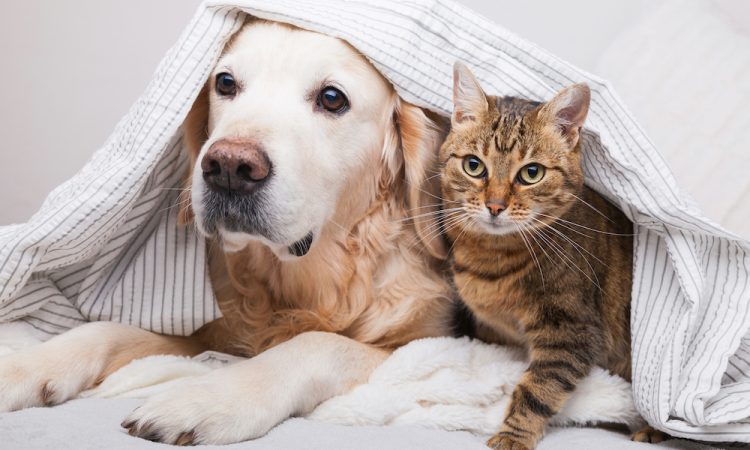 Natural Flea and Tick Repellent for Dogs and Cats