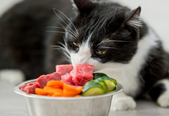 From Bowl to Better Health