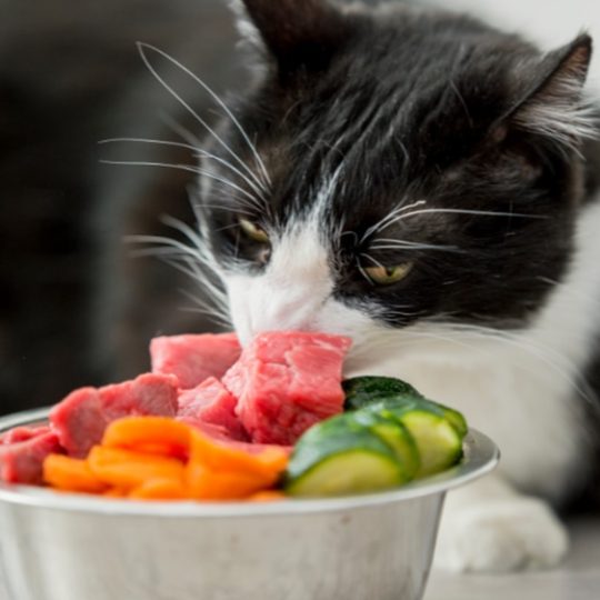 From Bowl to Better Health