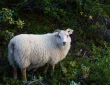 Sheep Breeds for Hobby Farming