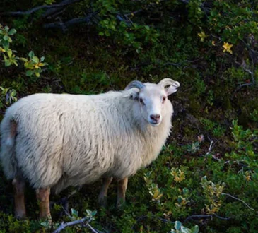 Sheep Breeds for Hobby Farming