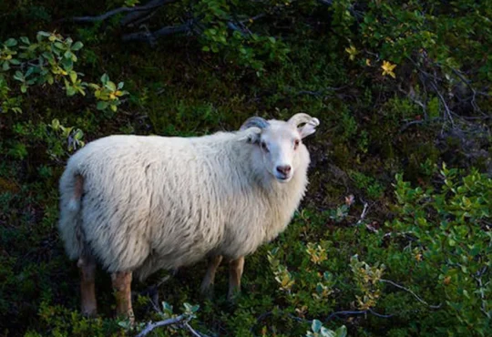 Sheep Breeds for Hobby Farming