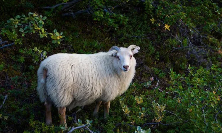 Sheep Breeds for Hobby Farming