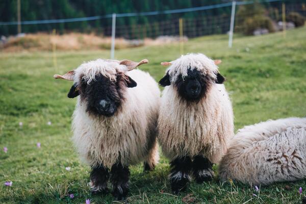 Sheep Breeds for Hobby Farming